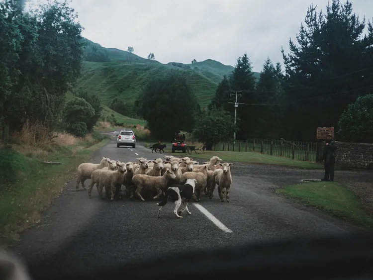 How to Correctly Handle Rural NZ Shipping in Shopify